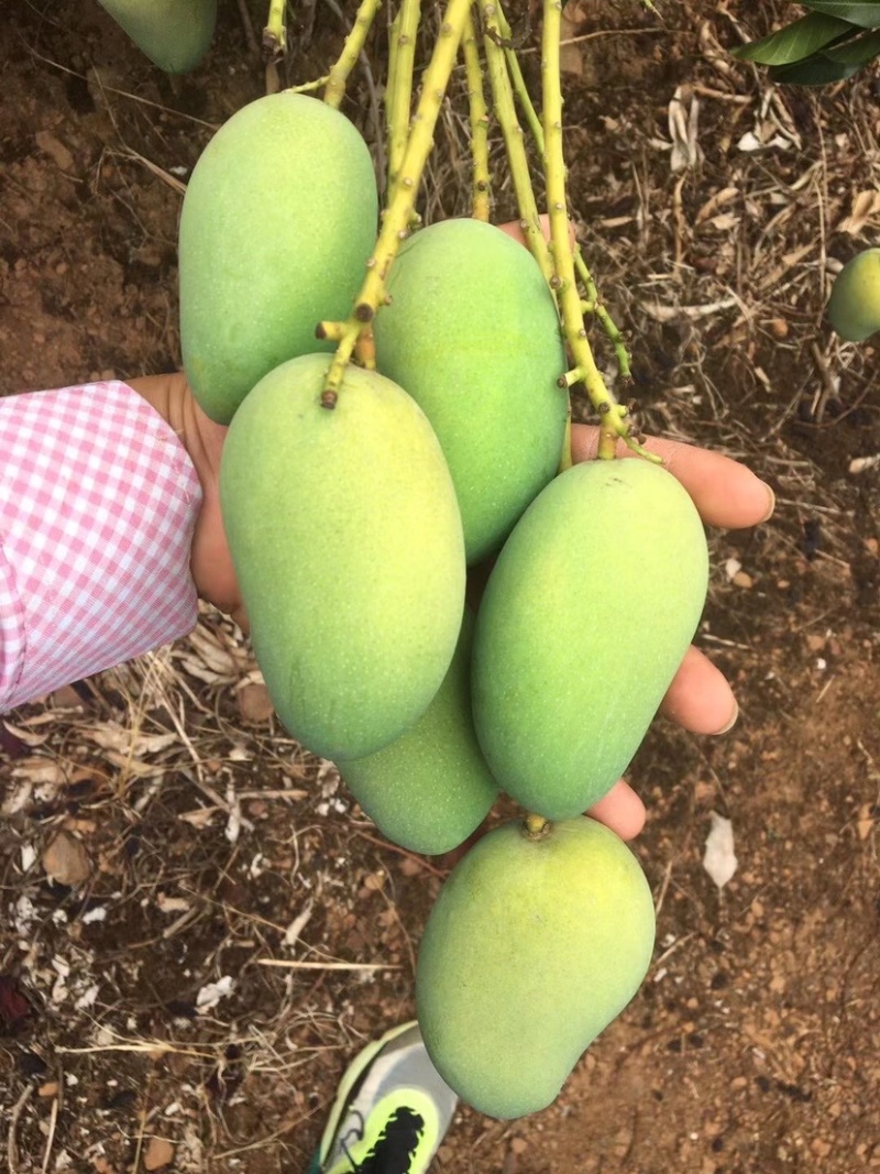 湛江雷州台芒芒果电商市场皮色干净量大价低
