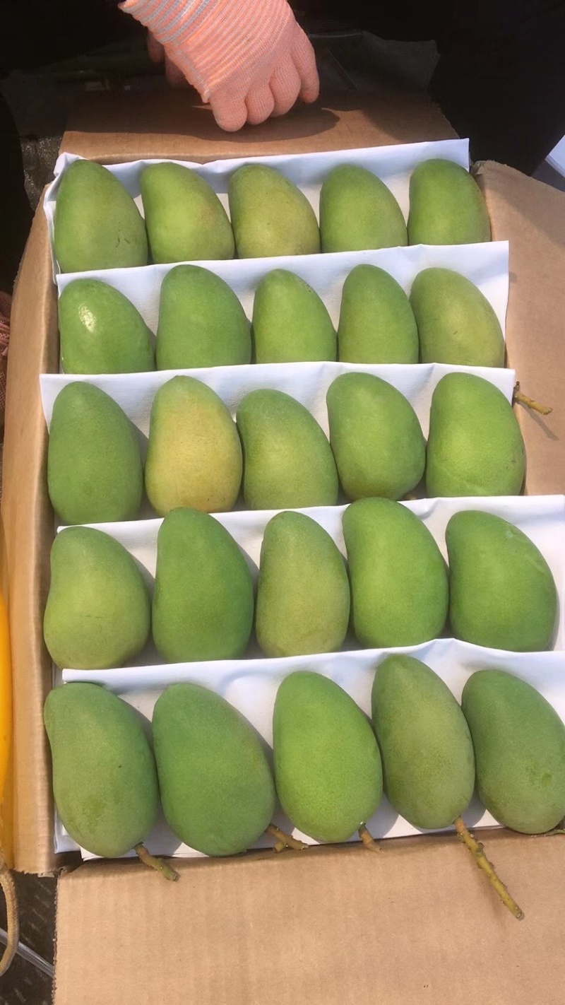 湛江雷州台芒芒果电商市场皮色干净量大价低