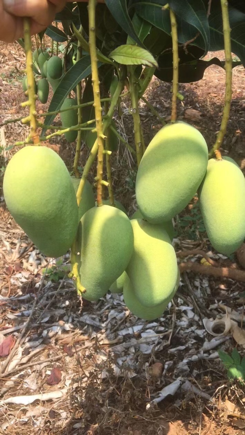 湛江雷州台芒芒果电商市场皮色干净量大价低