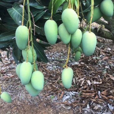 湛江雷州台芒芒果电商市场皮色干净量大价低