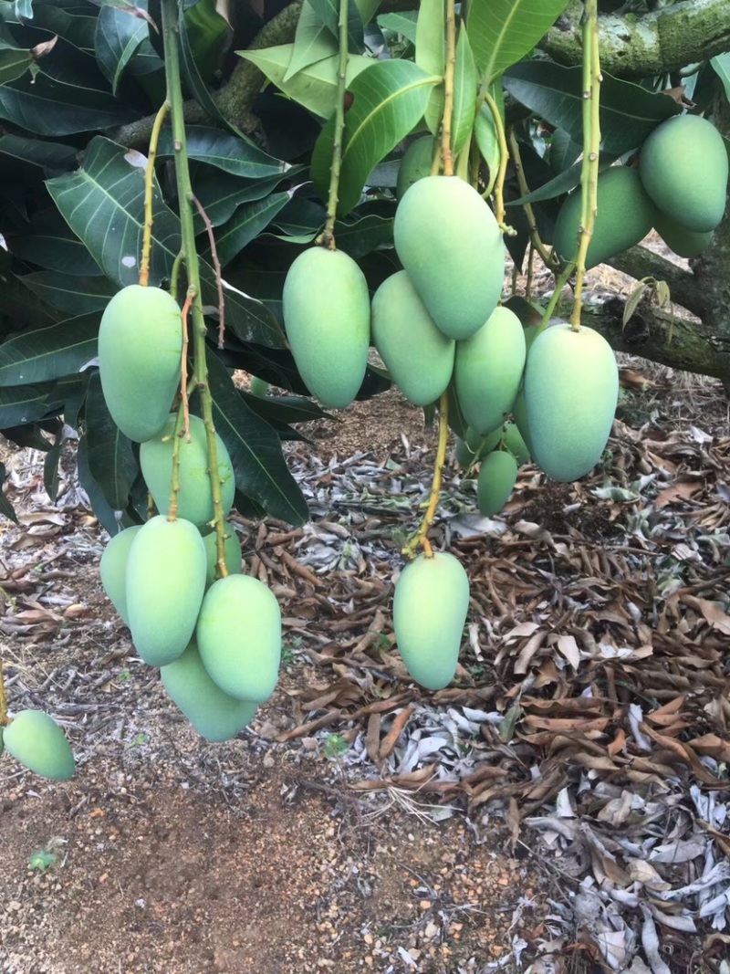 湛江雷州台芒芒果电商市场皮色干净量大价低