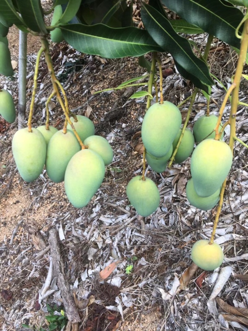 湛江雷州台芒芒果电商市场皮色干净量大价低