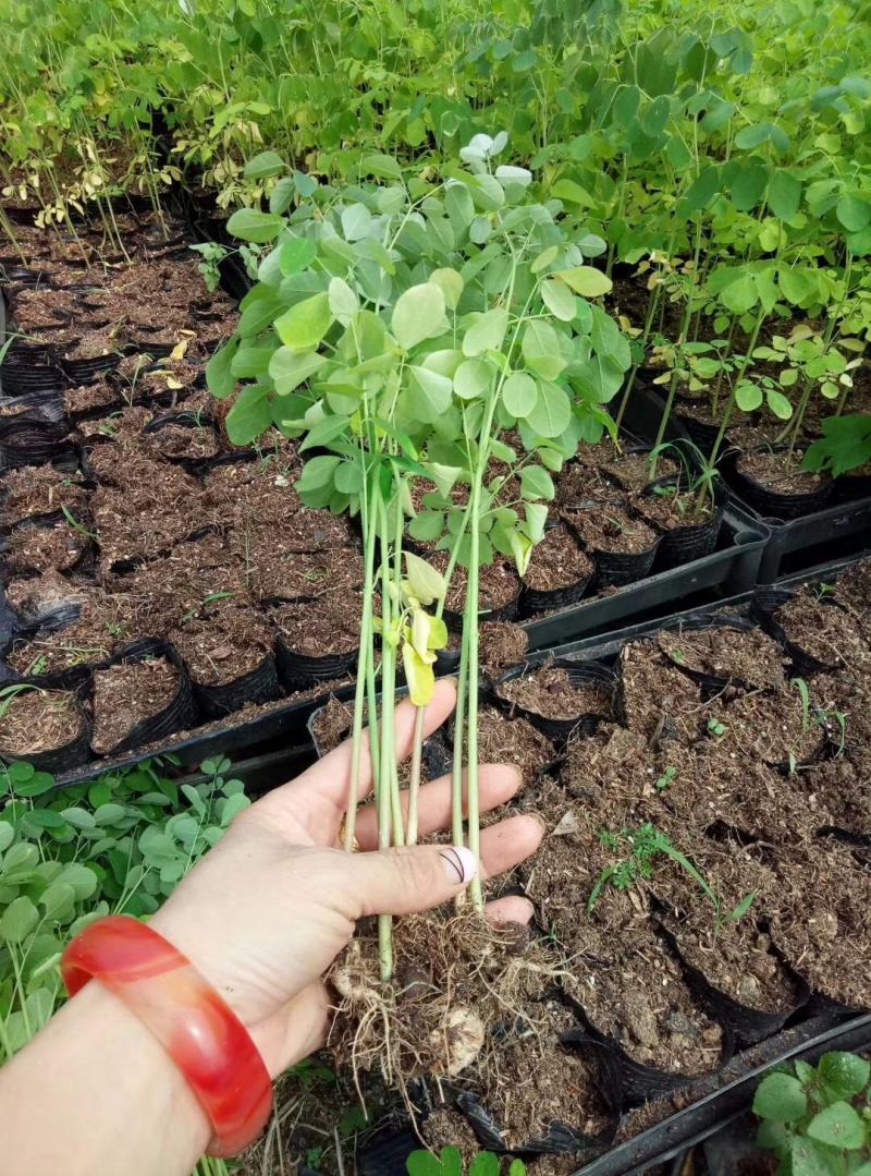 辣木苗印度辣木苗庭院盆栽地栽常绿苗木可食用