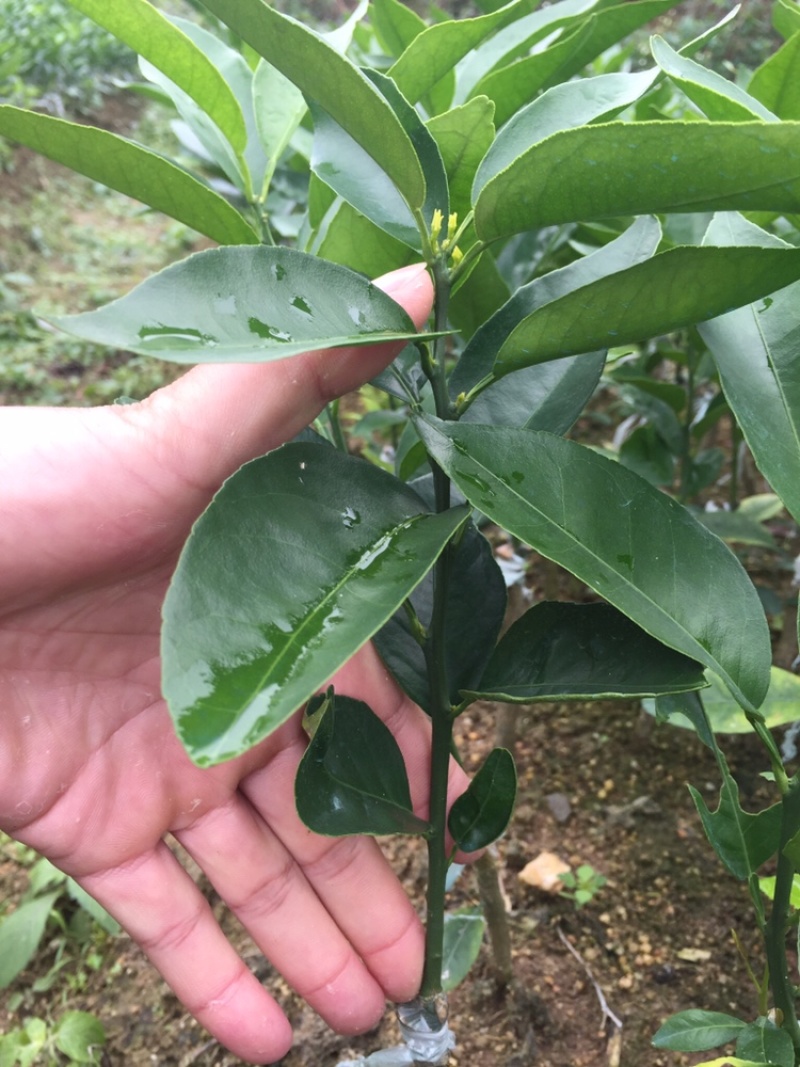 大叶积橙头良品优质沃柑苗（香橙砧091无籽沃柑）