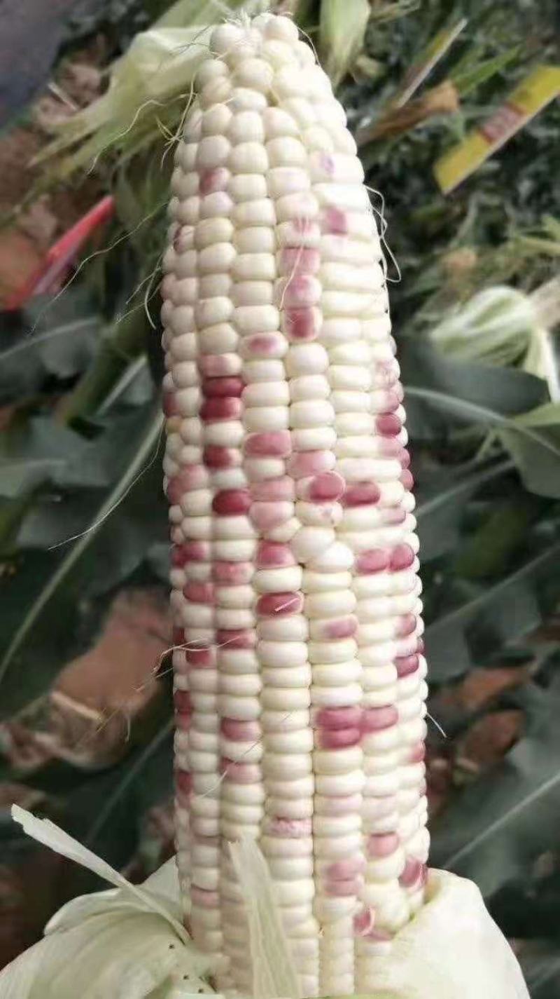 彩糯玉米种子花甜糯玉米种子花糯玉米种子彩甜糯玉米种子