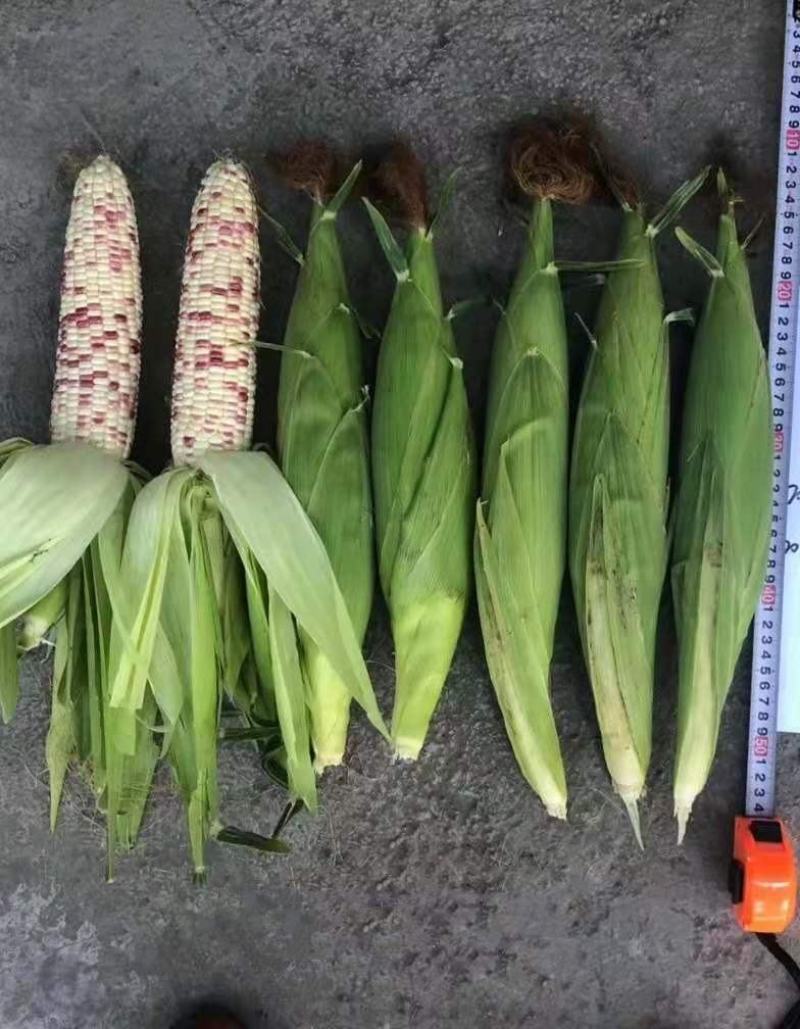 彩糯玉米种子花甜糯玉米种子花糯玉米种子彩甜糯玉米种子