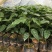 辣木苗印度辣木苗庭院盆栽地栽常绿苗木可食用