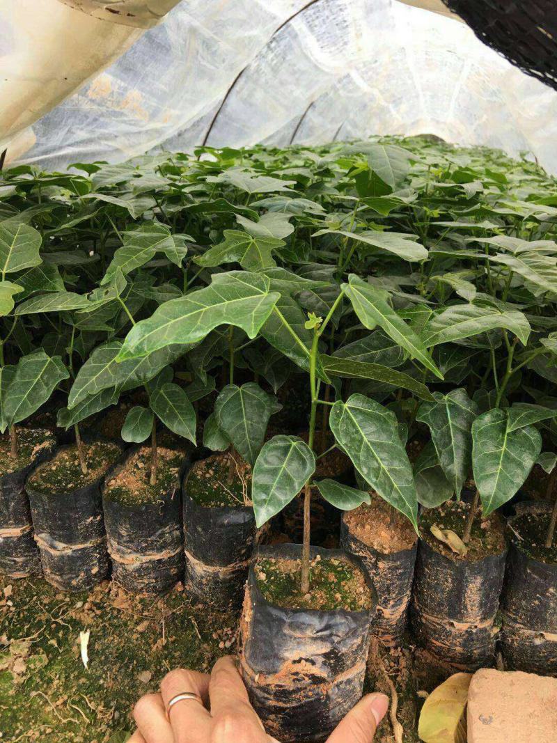 辣木苗印度辣木苗庭院盆栽地栽常绿苗木可食用