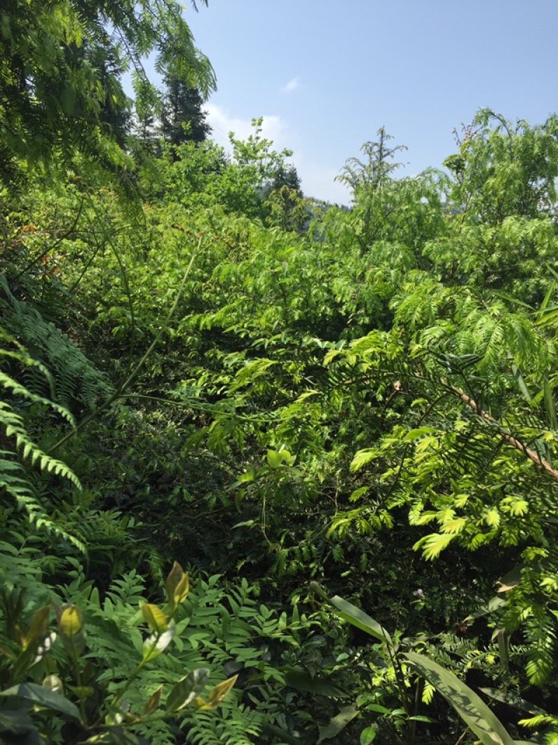 华南南岭山脉红豆杉