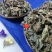 云南野生中药材大蓟草大刺儿菜马蓟虎蓟刺蓟野刺菜