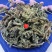 云南野生中药材大蓟草大刺儿菜马蓟虎蓟刺蓟野刺菜