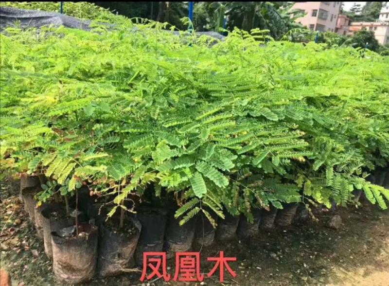 麻楝袋苗庭院盆栽地栽花卉绿植园林绿化苗木