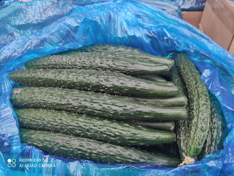 精品黄瓜，品质保证货源充足，诚信卖家，欢迎来电咨询