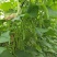 红花白荚紫花白荚无筋白四季豆种子架豆种子/科兴