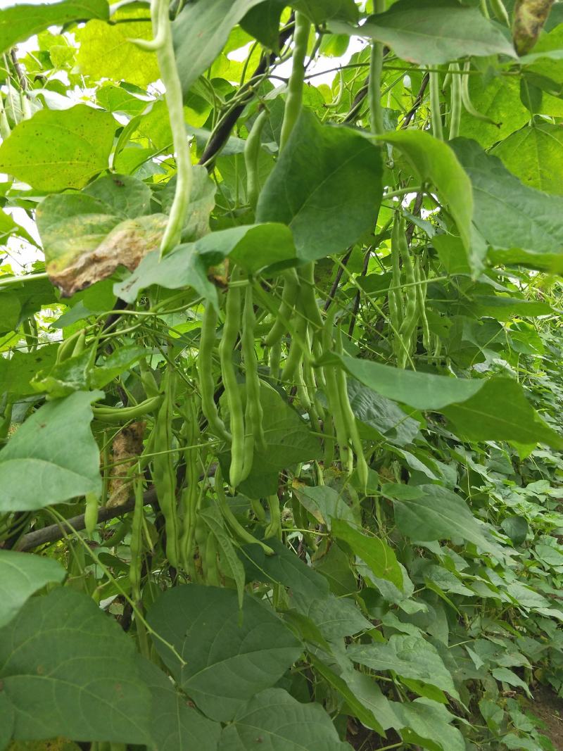 红花白荚紫花白荚无筋白四季豆种子架豆种子/科兴
