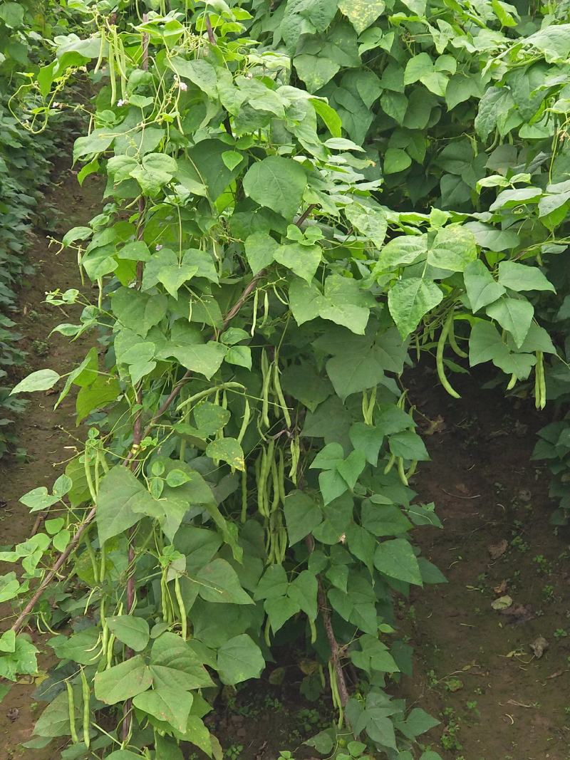 红花白荚紫花白荚无筋白四季豆种子架豆种子/科兴