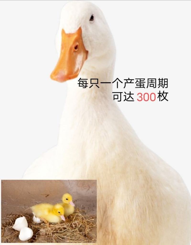 樱桃谷鸭种蛋可孵化宠物鸭北京大白鸭受精蛋欢迎电联