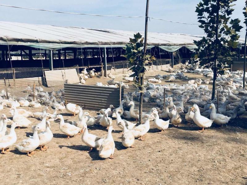 樱桃谷鸭种蛋可孵化宠物鸭北京大白鸭受精蛋欢迎电联