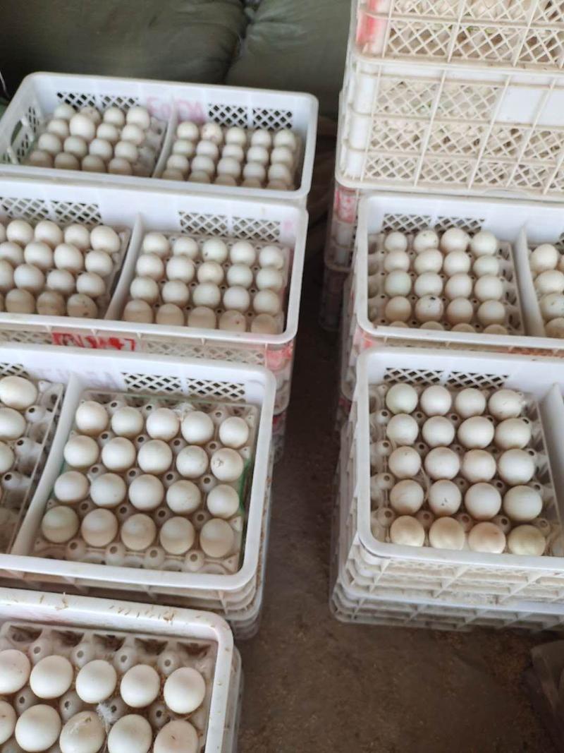 樱桃谷鸭种蛋可孵化宠物鸭北京大白鸭受精蛋欢迎电联