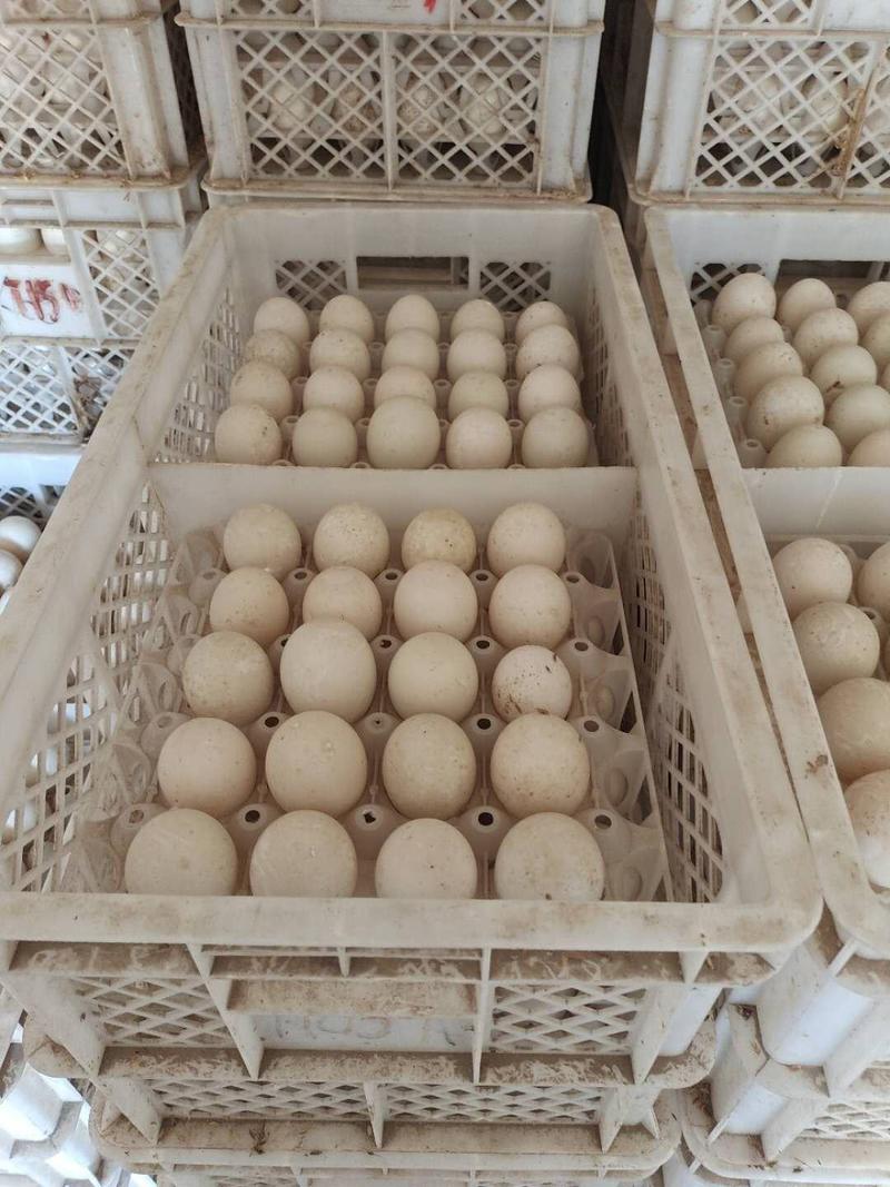 樱桃谷鸭种蛋可孵化宠物鸭北京大白鸭受精蛋欢迎电联