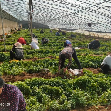 山东省泗水县各品种红薯苗出售