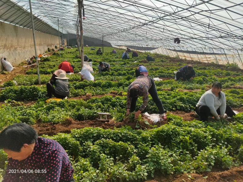 山东省泗水县各品种红薯苗出售