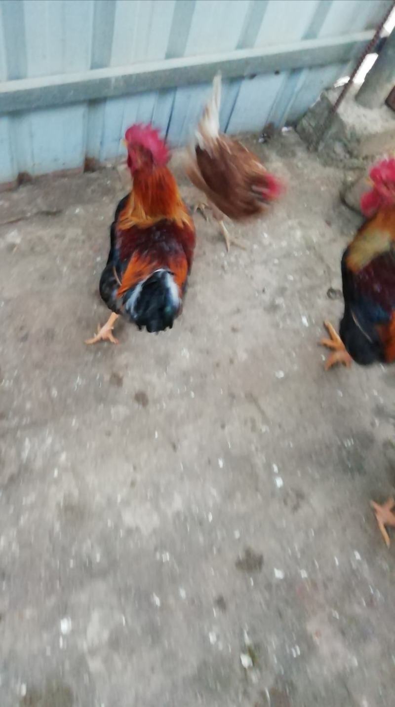 土鸡，老公鸡