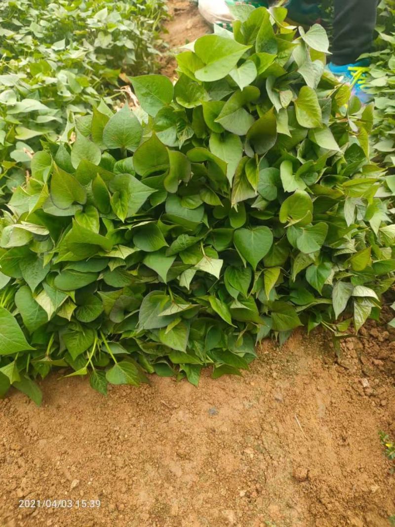 露地栽种脱毒济薯26红薯苗大田苗高剪苗板栗薯