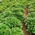 露地栽种脱毒济薯26红薯苗大田苗高剪苗板栗薯