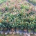 红车种苗红车袋苗庭院绿化彩色植物四季常青