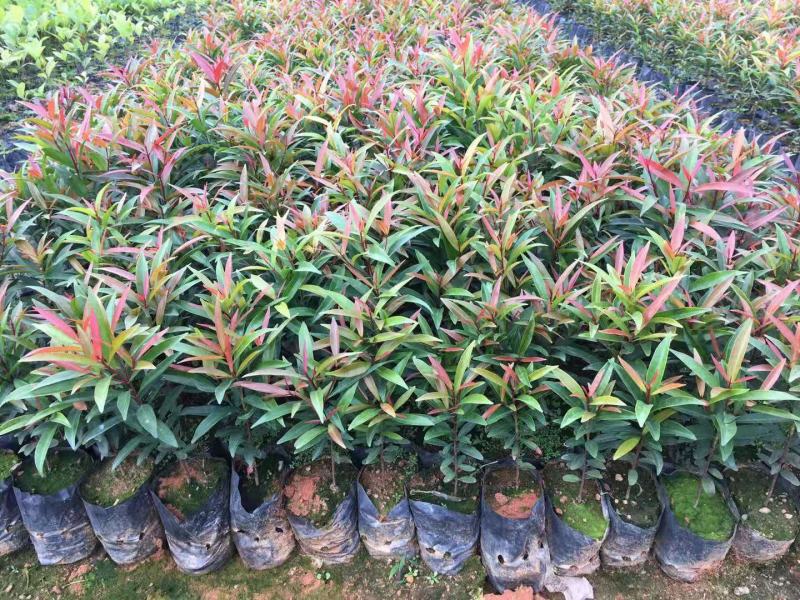 红车种苗红车袋苗庭院绿化彩色植物四季常青