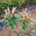 红车种苗红车袋苗庭院绿化彩色植物四季常青