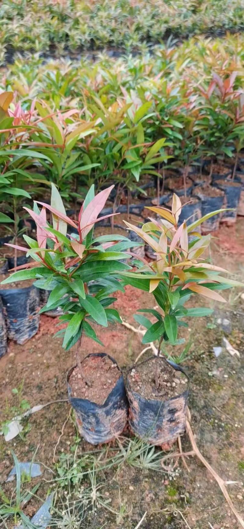 红车种苗红车袋苗庭院绿化彩色植物四季常青