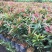 红车种苗红车袋苗庭院绿化彩色植物四季常青