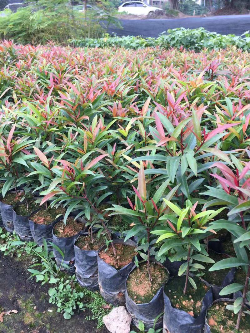 红车种苗红车袋苗庭院绿化彩色植物四季常青