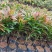 红车种苗红车袋苗庭院绿化彩色植物四季常青