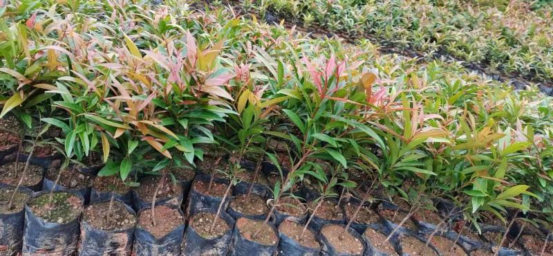 红车种苗红车袋苗庭院绿化彩色植物四季常青