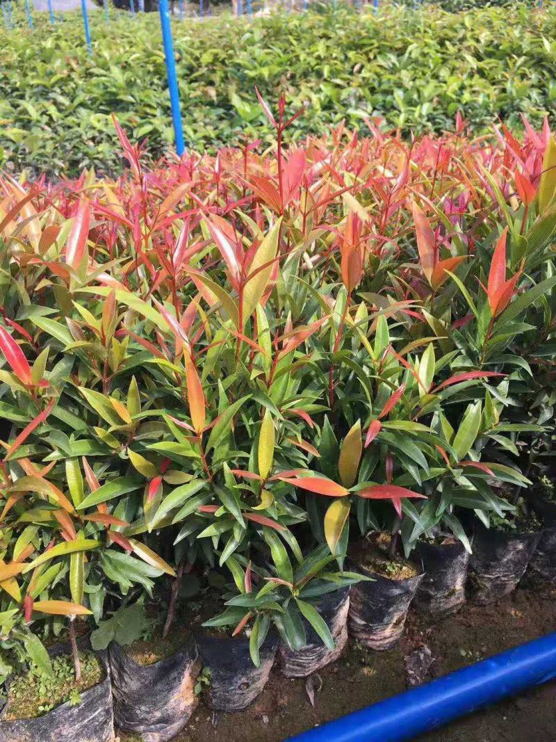 红车种苗红车袋苗庭院绿化彩色植物四季常青