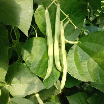 红花白荚紫花白荚无筋白四季豆种子架豆种子/科兴
