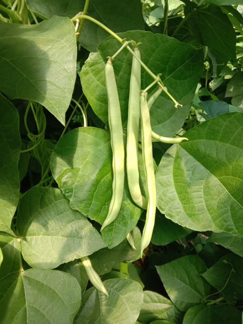 红花白荚紫花白荚无筋白四季豆种子架豆种子/科兴