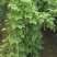 红花白荚紫花白荚无筋白四季豆种子架豆种子/科兴