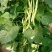 红花白荚紫花白荚无筋白四季豆种子架豆种子/科兴