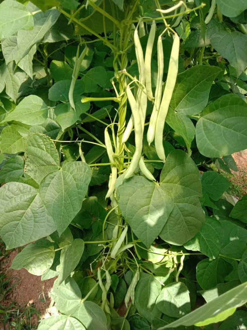 红花白荚紫花白荚无筋白四季豆种子架豆种子/科兴