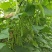 红花白荚紫花白荚无筋白四季豆种子架豆种子/科兴