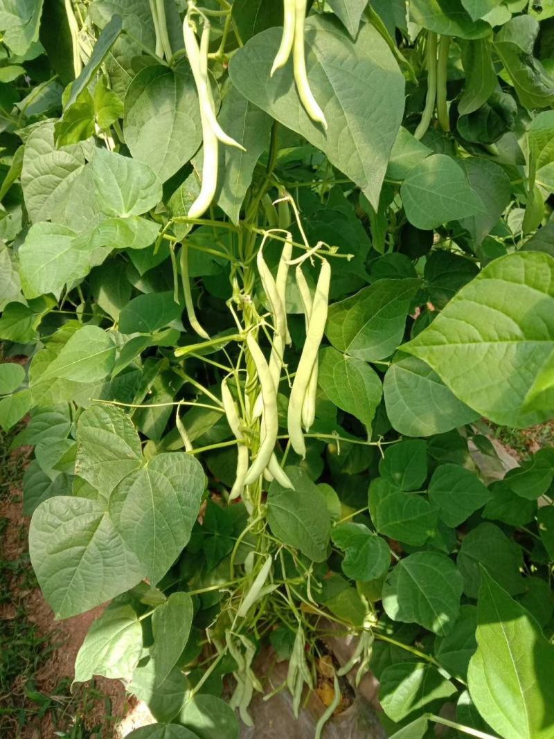 红花白荚紫花白荚无筋白四季豆种子架豆种子/科兴