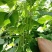 红花白荚紫花白荚无筋白四季豆种子架豆种子/科兴