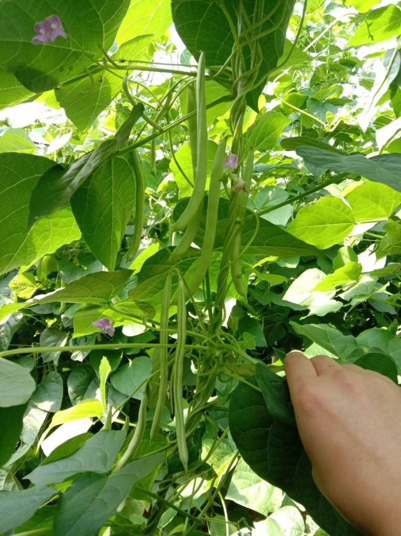 红花白荚紫花白荚无筋白四季豆种子架豆种子/科兴