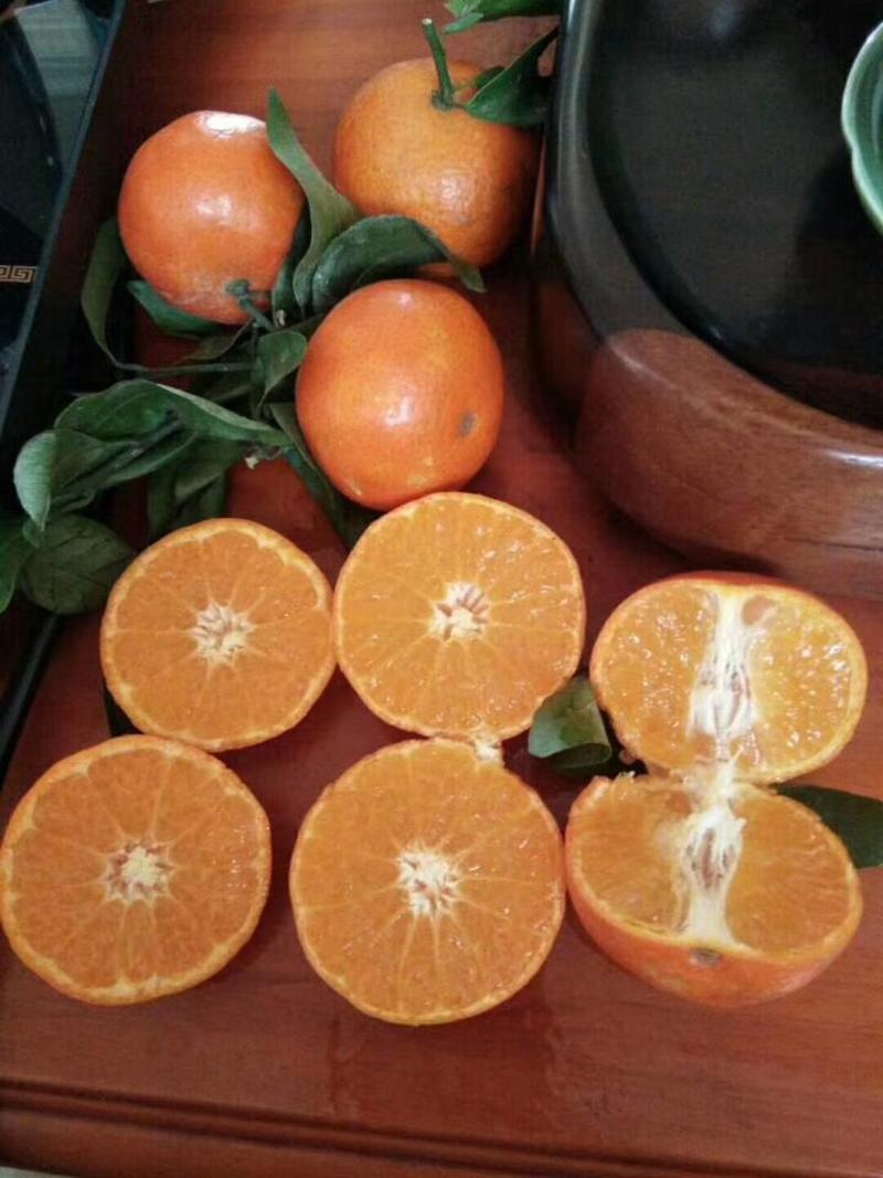 香橙砧木091无核沃柑苗