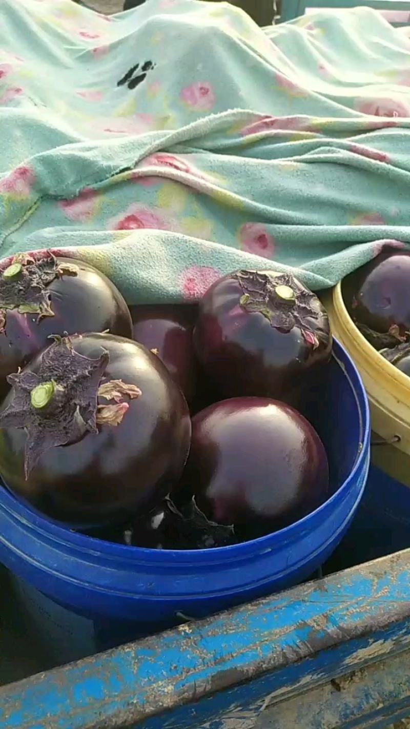 紫光圆茄大量供应产地换直发新鲜采摘量大从优