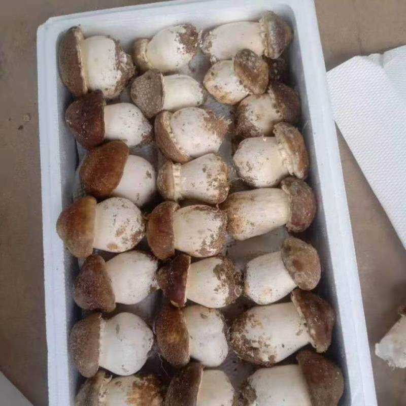 赤松茸大量出售